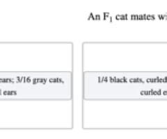 in cats curled ears result from an allele|Chapter 3 HW Flashcards .